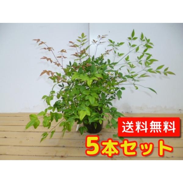 Vie 0.2mO 15cm|bg i5{Zbgjij  c A c