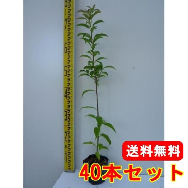 ii~mL 0.3mO 10.5cm|bg i40{Zbgjij  c A c 