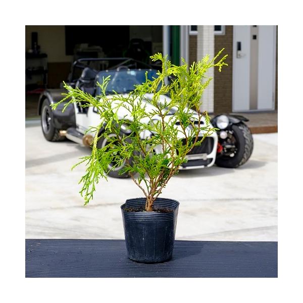 フィリフェラオーレア 樹高0.15m前後 10.5cmポット （40本セット）（送料無料）  苗 植木 苗木   ふぃりふぇらおーれあ コニファー