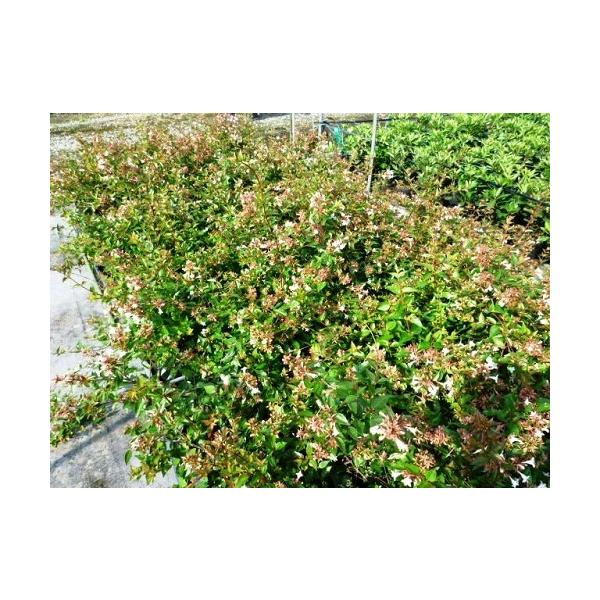 �A�x���A ����0.3m�O�� 15cm�|�b�g �i15�{�Z�b�g�j�i���������j  �c �A�� �c�� �� ���i�摜2