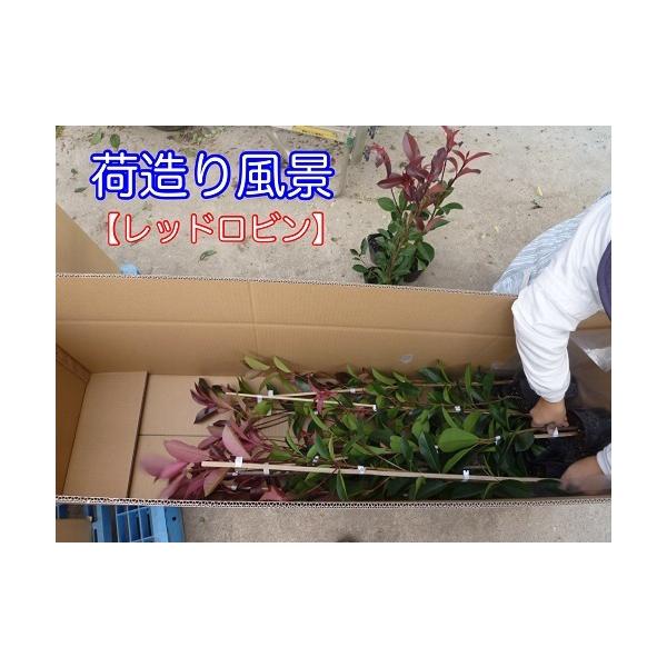 �A�x���A ����0.3m�O�� 15cm�|�b�g �i15�{�Z�b�g�j�i���������j  �c �A�� �c�� �� ���i�摜4
