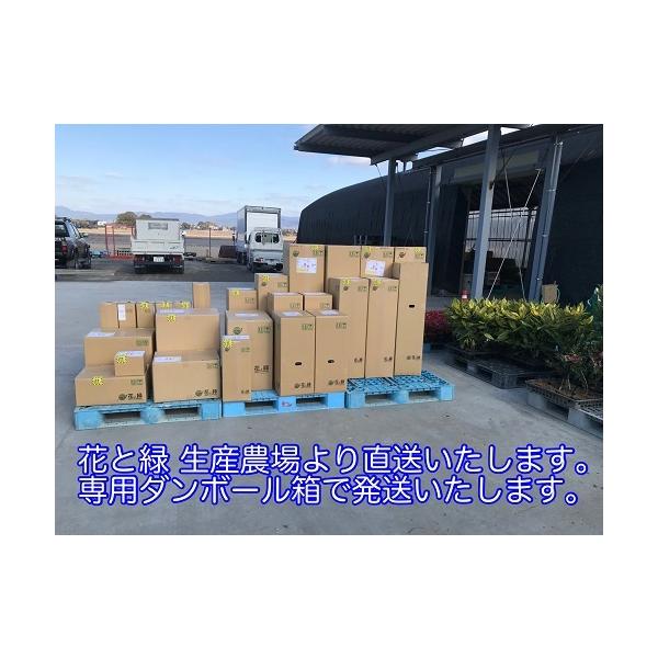 �A�x���A ����0.3m�O�� 15cm�|�b�g �i15�{�Z�b�g�j�i���������j  �c �A�� �c�� �� ���i�摜5