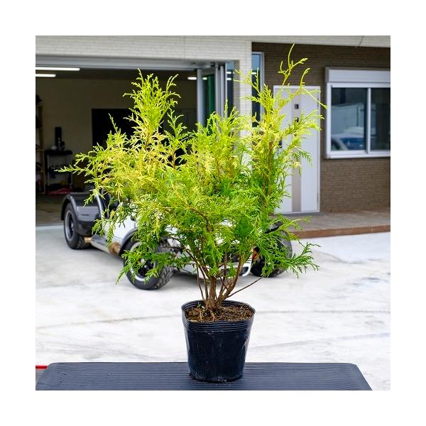 最も優遇の ユキヤナギ 苗木 植木 苗 T1送料無料 本セット 15cmポット 樹高0 4m前後 植木 庭木 Labelians Fr