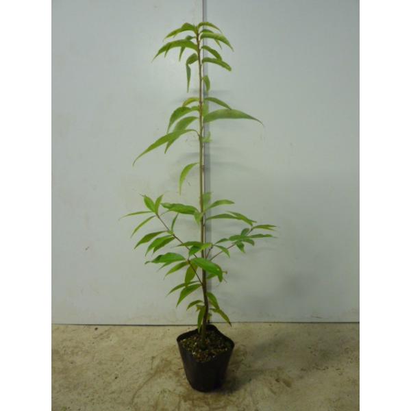 VJV 0.8mO 10.5cm|bg i P i j  c A c 