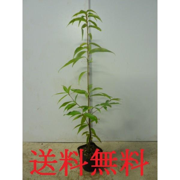 VJV 0.8mO 10.5cm|bg i40{Zbgjij  c A c