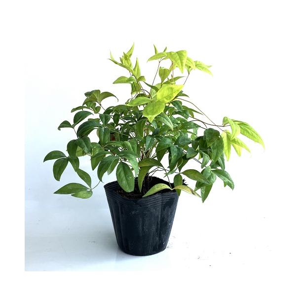 オタフクナンテン 樹高0.15m前後 10.5cmポット （ 単 品 ）  苗 植木 苗木 庭  おたふくなんてん おたふく南天 お多福南天   お得な【送料無料】セット商品も販売中。↑<br>