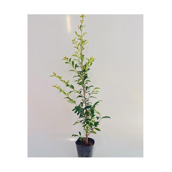 榊 苗の人気商品 通販 価格比較 価格 Com