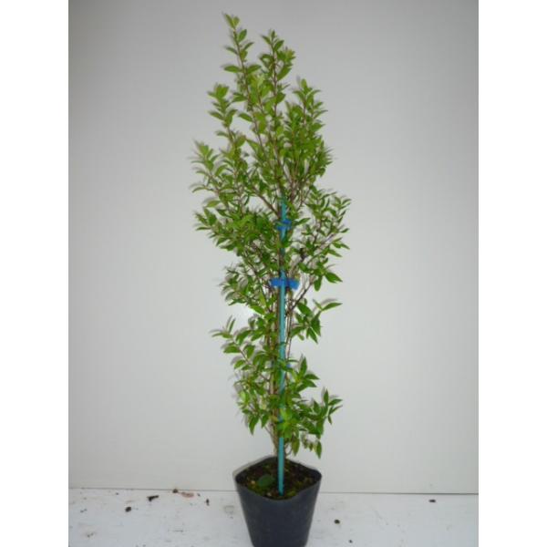 ギンバイカ 樹高0 8m前後 15 18cmポット 8本セット Y1送料無料 販売 苗 植木 苗木 庭木 垣根 生垣 生け垣 生垣用 目隠し 木 Buyee Buyee Japanese Proxy Service Buy From Japan Bot Online