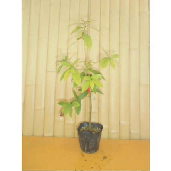 C`CKV 0.3mO 10.5cm|bg i P i j  c A c