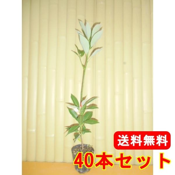 ^umL 0.3mO 10.5cm|bg i40{Zbgjij  c A c 