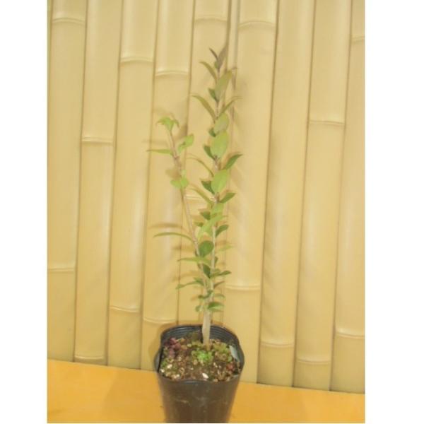 lY~` 0.5mO 10.5cm|bg i P i j  c A c 