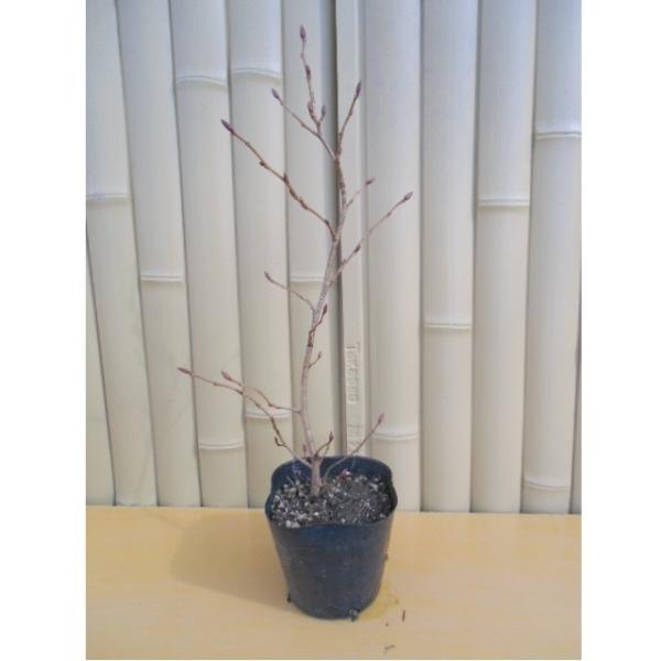 VuV 0.3mO 10.5cm|bg i P i j  c A c