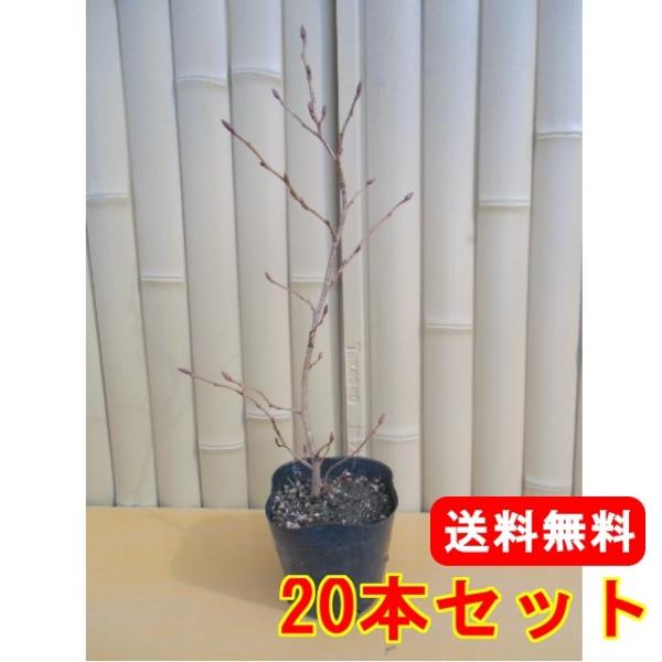 VuV 0.3mO 10.5cm|bg i20{Zbgjij  c A c