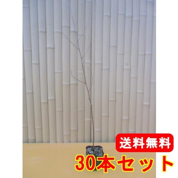 NmL 0.3mO 10.5cm|bg i30{Zbgjij  c A c 