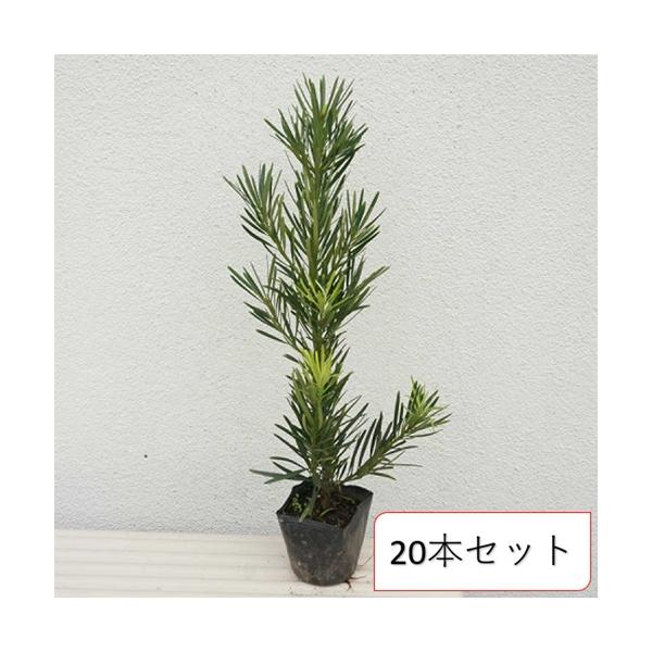 店頭受取専用品】ラカンマキ 樹高0.3m前後 10.5cmポット （20本セット