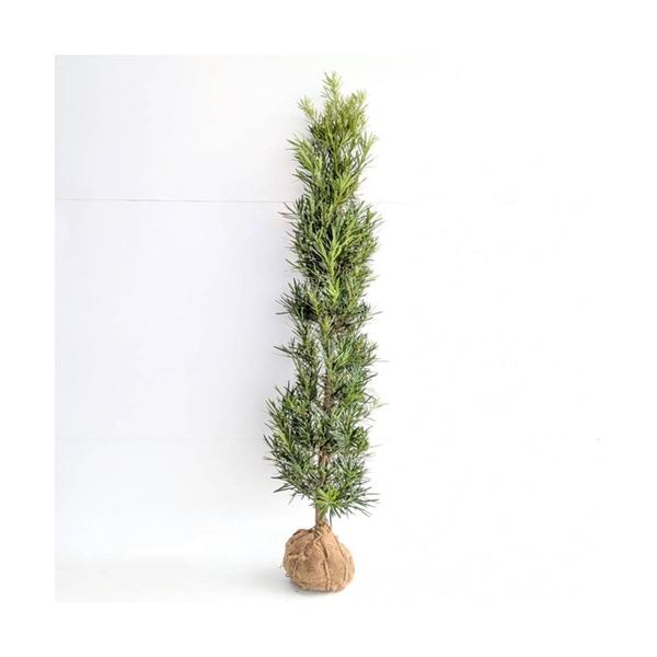 店頭受取専用品】ラカンマキ 樹高1.2m前後 根巻 発送不可 苗 植木 苗木