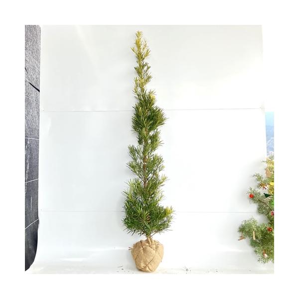 ラカンマキ 苗木 20本 Amazon.co.jp: 苗/苗木 【20本セット】 ラカンマキ 樹高0.4m前後