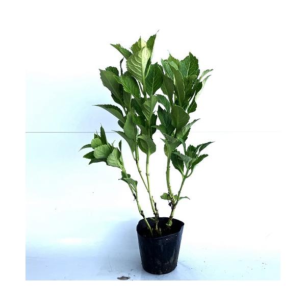 アジサイ 赤 植木 盆栽の人気商品 通販 価格比較 価格 Com