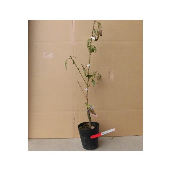 A[h 0.6mO 15cm|bg i15{Zbgjij  c A c  ʎc ʎ 