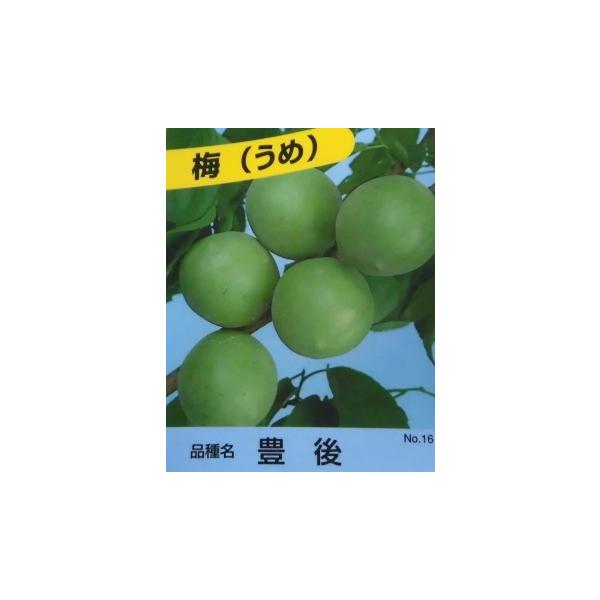 E LE ~c 0.5mO 15cm|bg i P i j uSE c A c  ʎc ʎ 