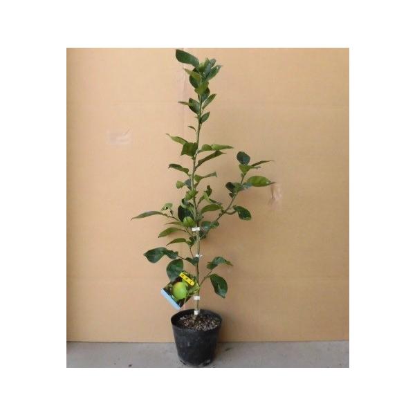 J{X 0.4mO 15cm|bg i10{Zbgjij  c A c  ʎc ʎ  k