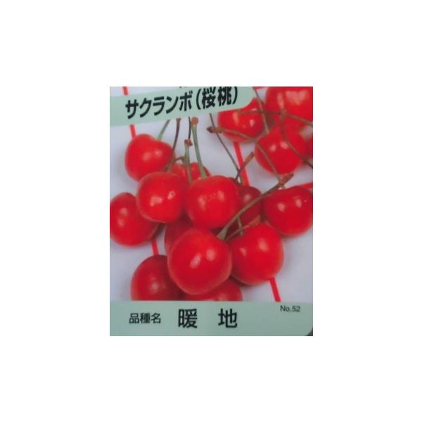 TN{ gn 0.5mO 15cm|bg i P i j  c A c  ʎc ʎ 