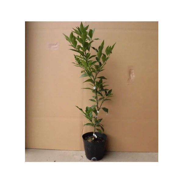 ^J  0.5mO 15cm|bg i P i jij  c A c  ʎc ʎ  k