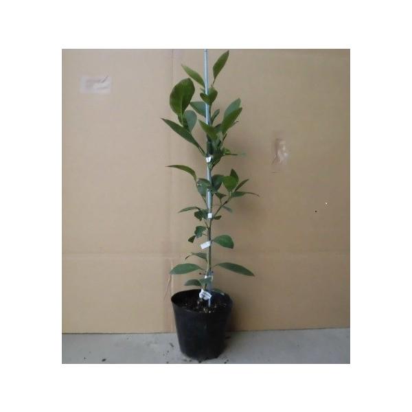 EVE~Ji{쑁j 0.5mO 15cm|bg i P i j yɃx_ł c A c  ʎc ʎ  k