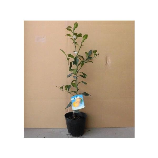 ユズ 柚子 樹高0 3m前後 15cmポット 15本セット 送料無料 苗 植木 苗木 花と緑スーパーseven 通販 Yahoo ショッピング