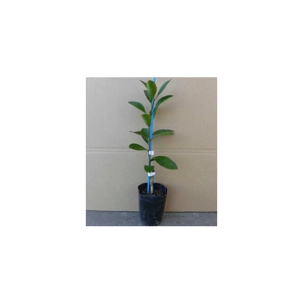 X_`  0.2mO 9.0cm|bg i20{Zbgjij  c A c  ʎc ʎ  k