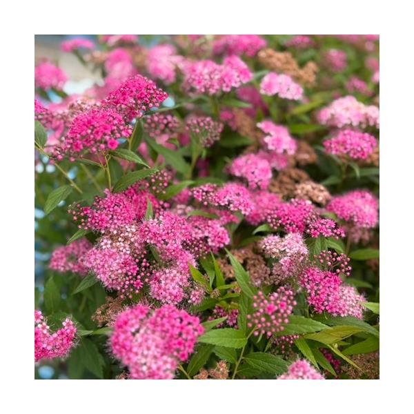 シモツケ 樹高0.4m前後 15cmポット （ 単 品 ）  苗 植木 苗木 庭  しもつけ 下野   お得な【送料無料】セット商品も販売中。↑&lt;br&gt;