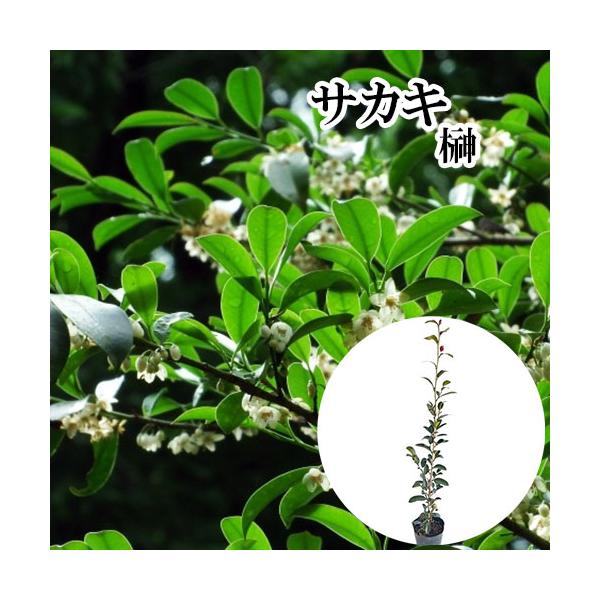 サカキ （ホンサカキ） 本榊 樹高0.8m前後 13.5〜15cmポット （ 単 品 ）  苗 植木 苗木 庭 さかき ホンサカキ　ほんさかき 榊   お得な【送料無料】セット商品も販売中。↑<br>