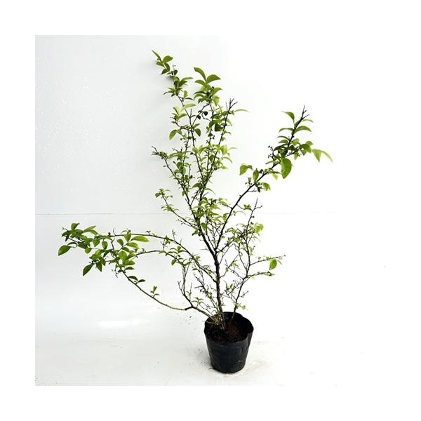 ブルーベリー ブルーシャワー 樹高0.5m前後 13.5〜15cmポット （ 単 品