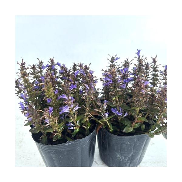 アジュガ チョコレートチップ / 9.0cmポット （5本セット）（送料無料）  苗 植木 苗木 庭 グランドカバー あじゅが ちょこれーとちっぷ アジュガ チョコレートチップ