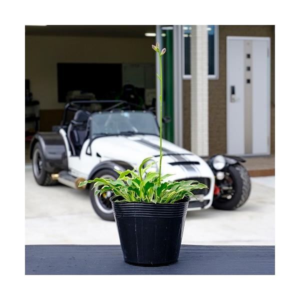 フイリギボウシ（ミニギボウシ） / 9.0cmポット （ 単 品 ）（送料無料）  苗 植木 苗木 庭 グランドカバー ふいりぎぼうし 斑入り擬宝珠  <br><br>【送料無料】セット商品も販売中。スマホの方は↓下...