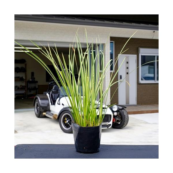 tCZLVE / 10.5cm|bg i P i j  c A c  OhJo[