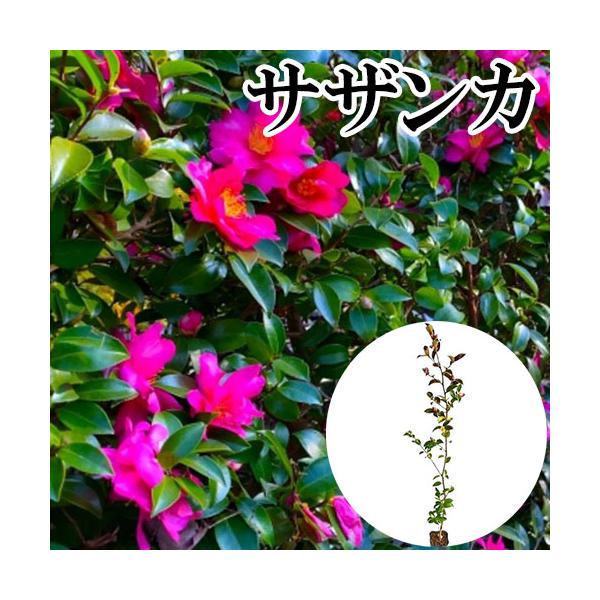 サザンカ 樹高0.8m前後 10.5cmポット （ 単 品 ）  苗 植木 苗木 庭  さざんか 山茶花   お得な【送料無料】セット商品も販売中。↑<br>