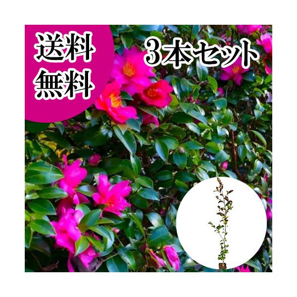 庭木 下草の通販 価格比較 価格 Com