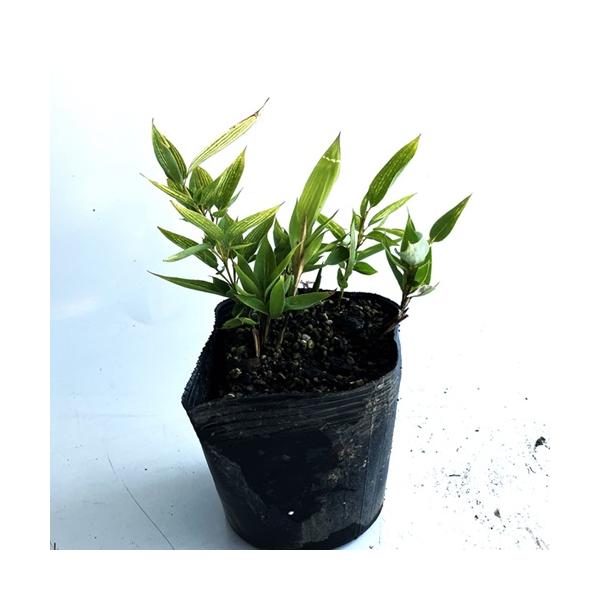 オカメザサ / 12cmポット （ 単 品 ）  苗 植木 苗木 庭 グランドカバー おかめざさ 阿亀笹   お得な【送料無料】セット商品も販売中。↑<br>