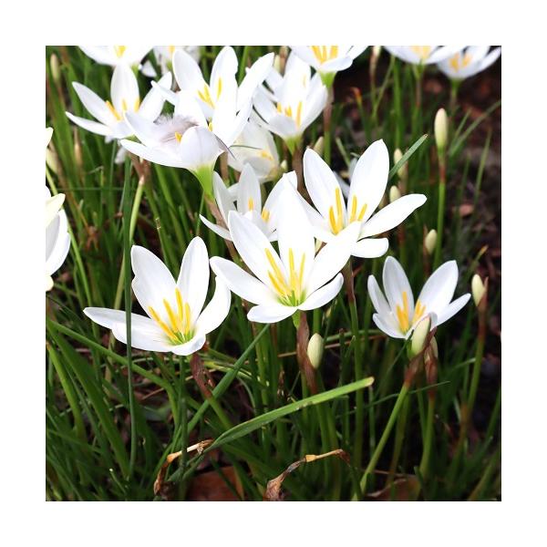 タマスダレ / 9.0cmポット （10本セット）（送料無料）  苗 植木 苗木 庭 グランドカバー たますだれ 玉簾