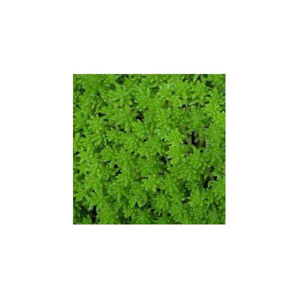 }lOT / 9.0cm|bg i P i j  c A c  OhJo[