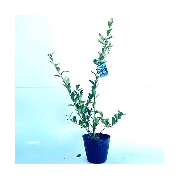 ブルーベリー ホームベル 樹高0.5m前後 15cmポット （15本セット