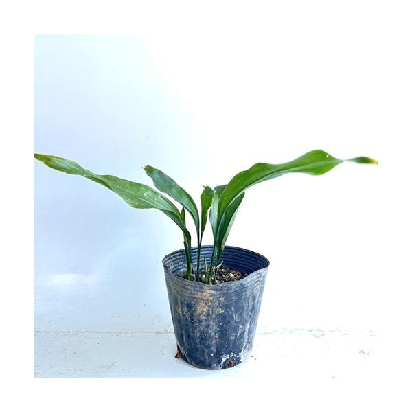 ハラン / 12〜13.5cmポット （ 単 品 ）  苗 植木 苗木 庭 グランドカバー はらん バラン 葉蘭 馬蘭   お得な【送料無料】セット商品も販売中。↑<br>