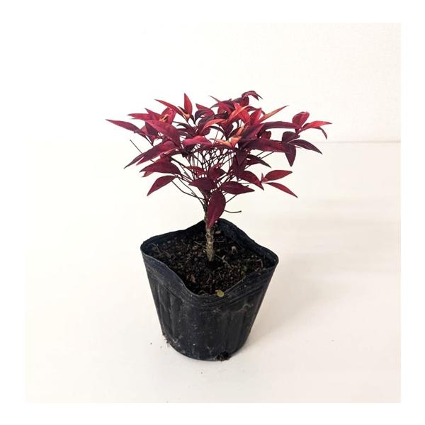 オタフクナンテン 樹高0.1m前後 9〜10.5cmポット （15本セット）（送料無料）  苗 植木 苗木   おたふくなんてん おたふく南天 お多福南天