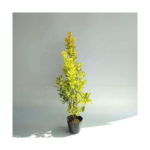 オウゴンマサキ 樹高0.6m前後 15cmポット （ 単 品 ）（送料無料）  苗 植木 苗木