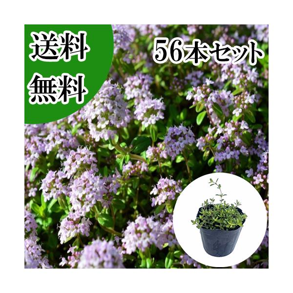 タイム ロンギカウリス ハーブ / 9.0cmポット （56本セット）（送料