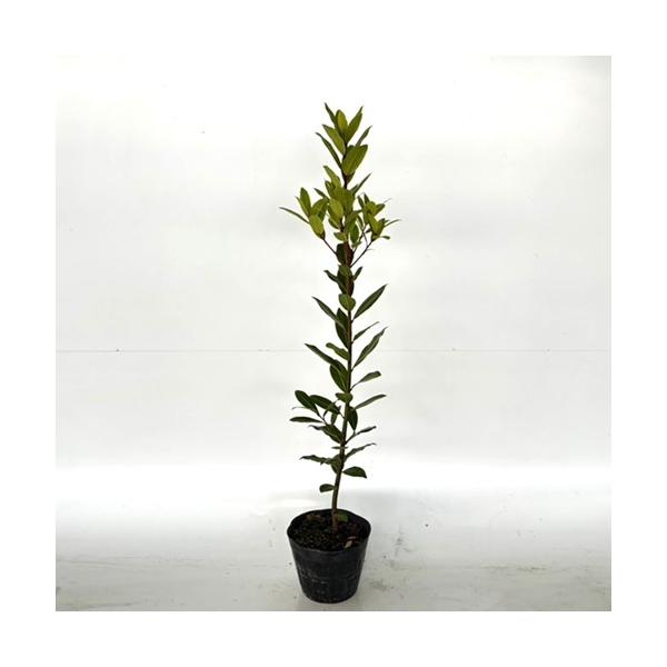 ゲッケイジュ 樹高0.8m前後 15cmポット （ 単 品 ）（送料無料）  苗 植木 苗木 庭  げっけいじゅ 月桂樹