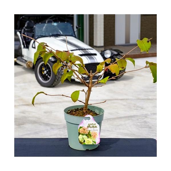 IIf} WF~j 0.3mO 15cm|bg i P i j  c A c 