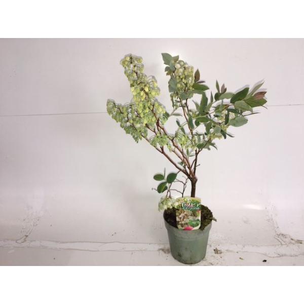 XYmL [mrA 0.4mO 15cm|bg i10{Zbgjij  c A c