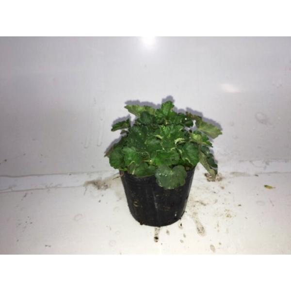 c{TS / 9.0cm|bg i28{Zbgjij q[P c A c 